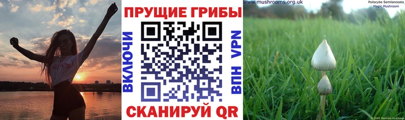 Псилоцибиновые грибы Psilocybine cubensis  kraken ТОР  Усолье-Сибирское 